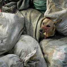 Stop the killing of dogs and cats for the European Football Championship